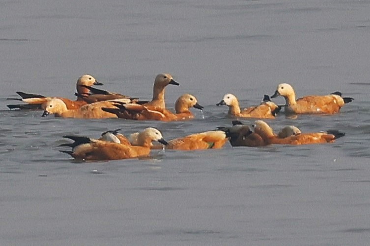 瀆鳧 - ML638062636