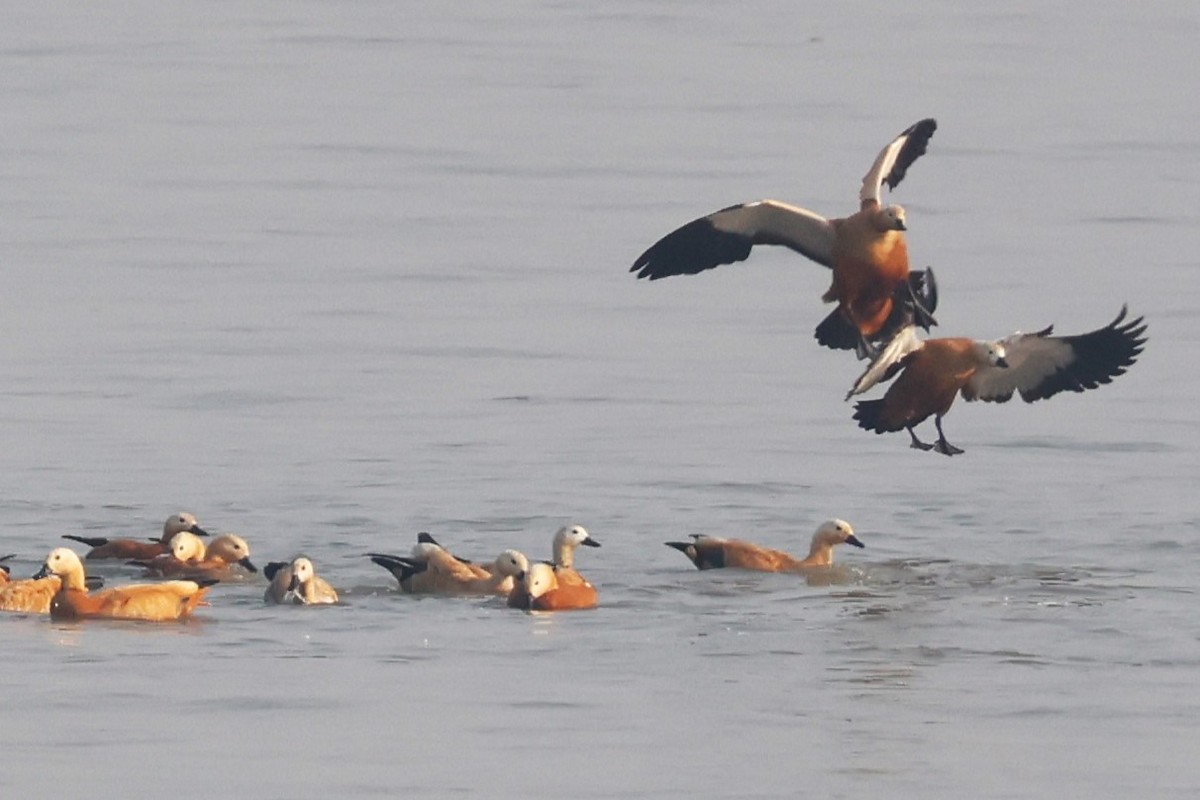 瀆鳧 - ML638062637