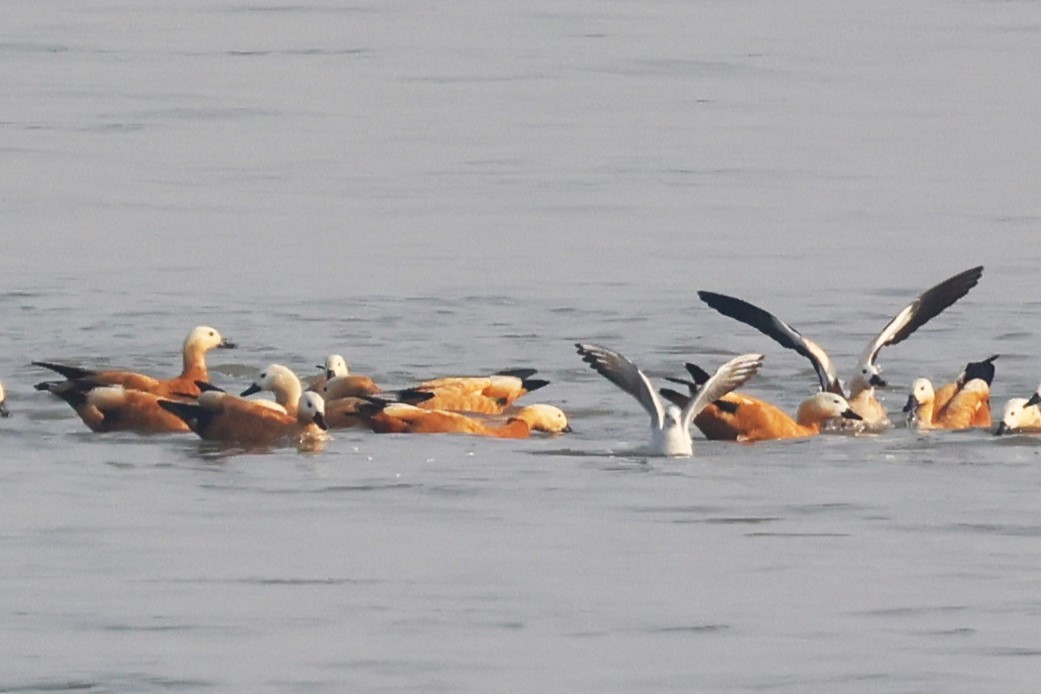 瀆鳧 - ML638062638