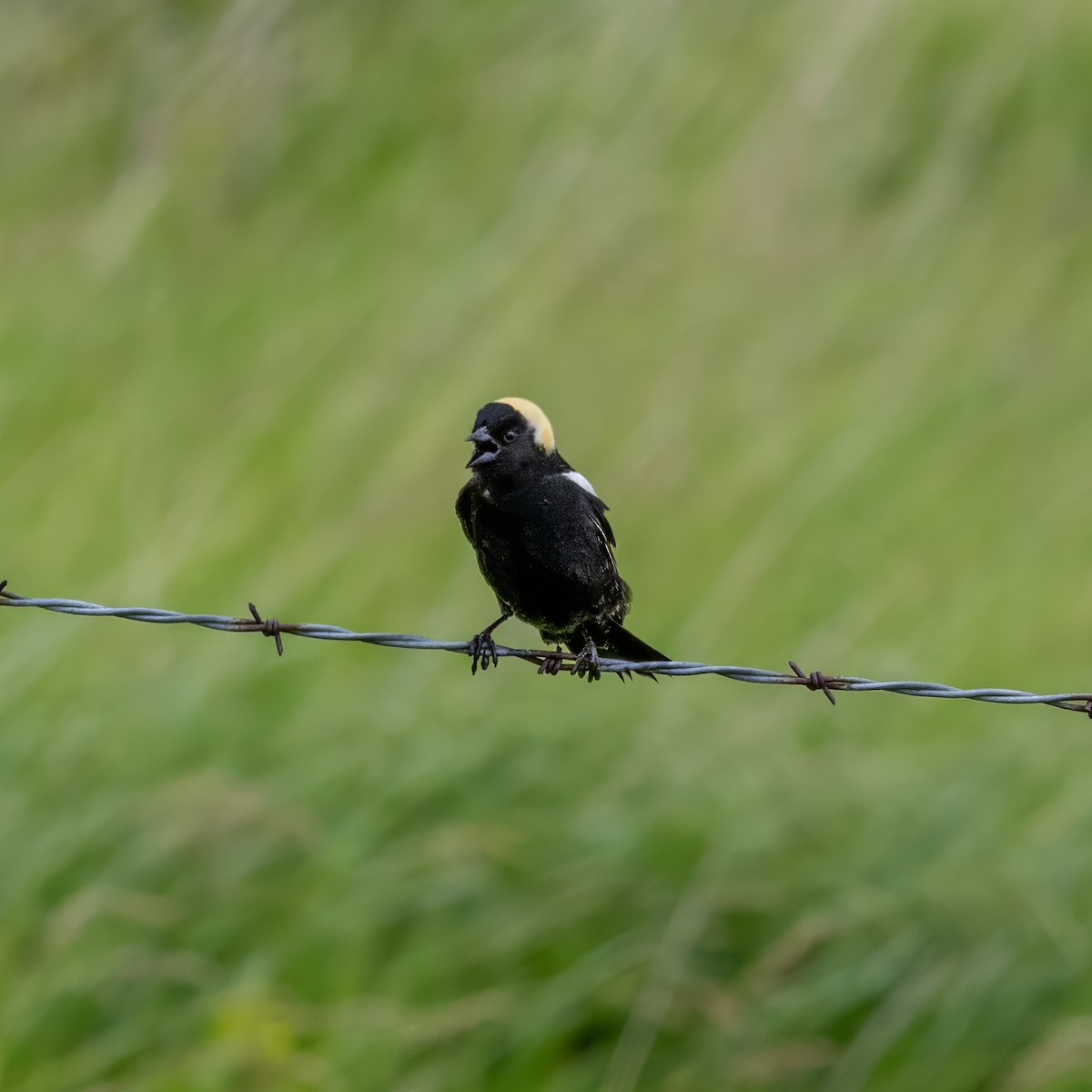 Bobolink - ML638062642