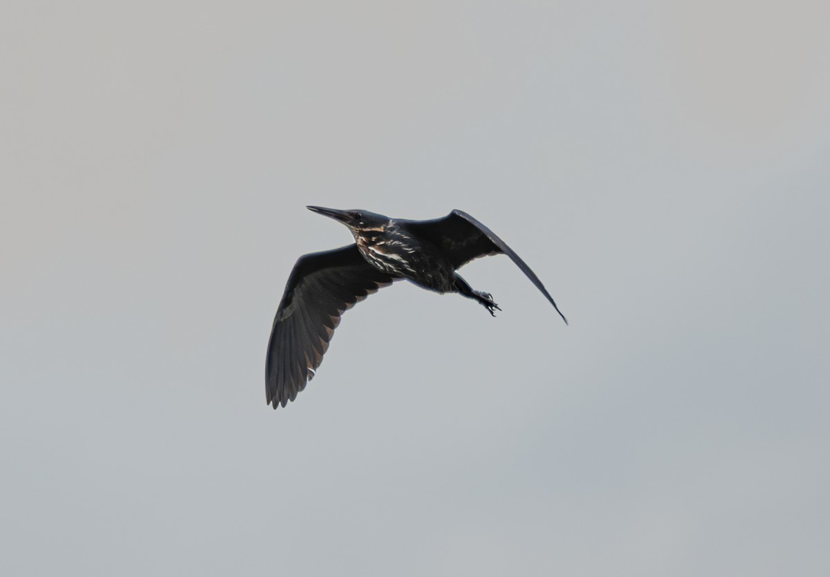 Black Bittern - ML638062646