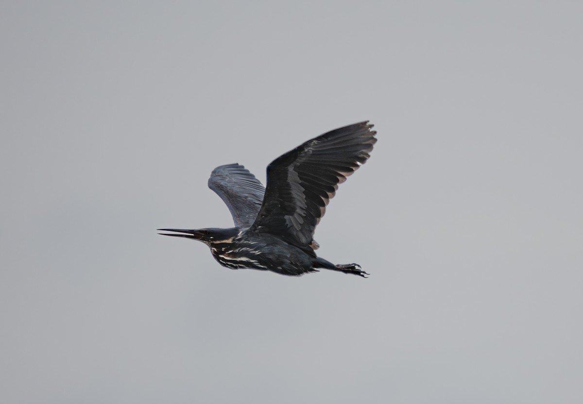 Black Bittern - ML638062647