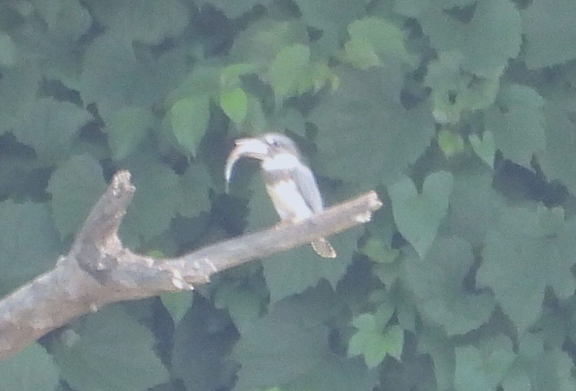 Belted Kingfisher - ML638062664