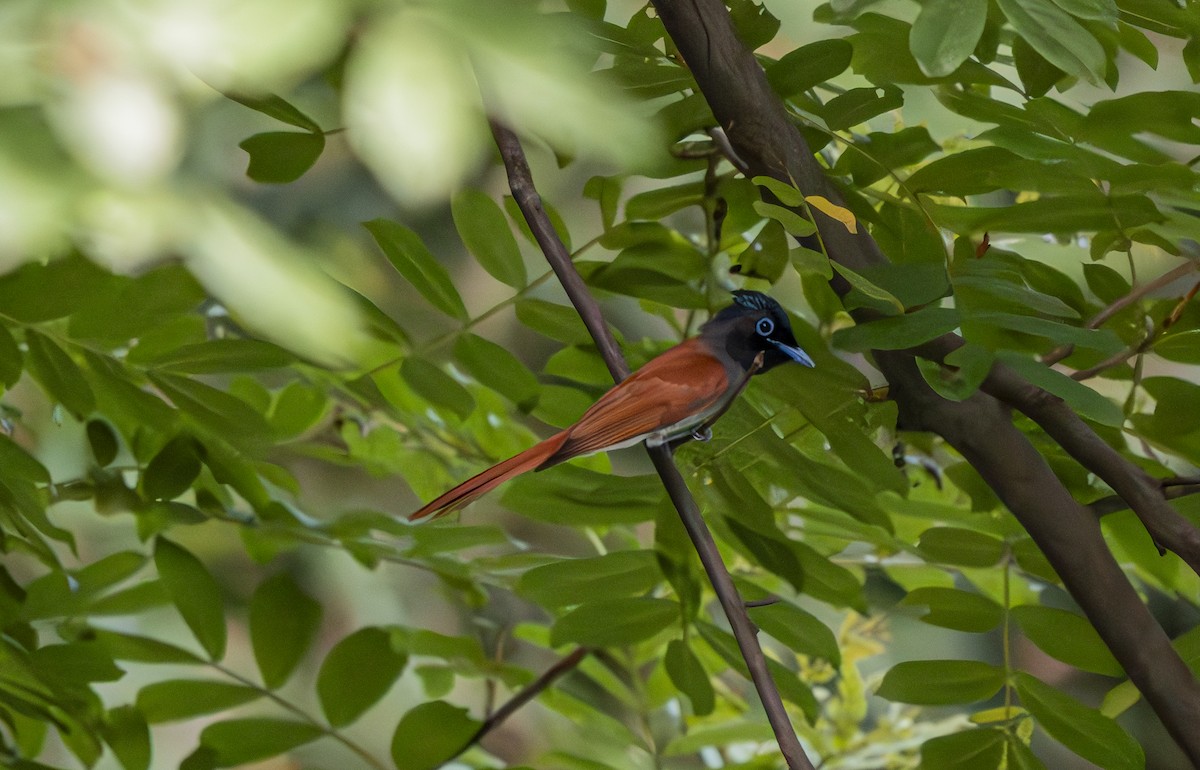 Amur Paradise-Flycatcher - ML638062671