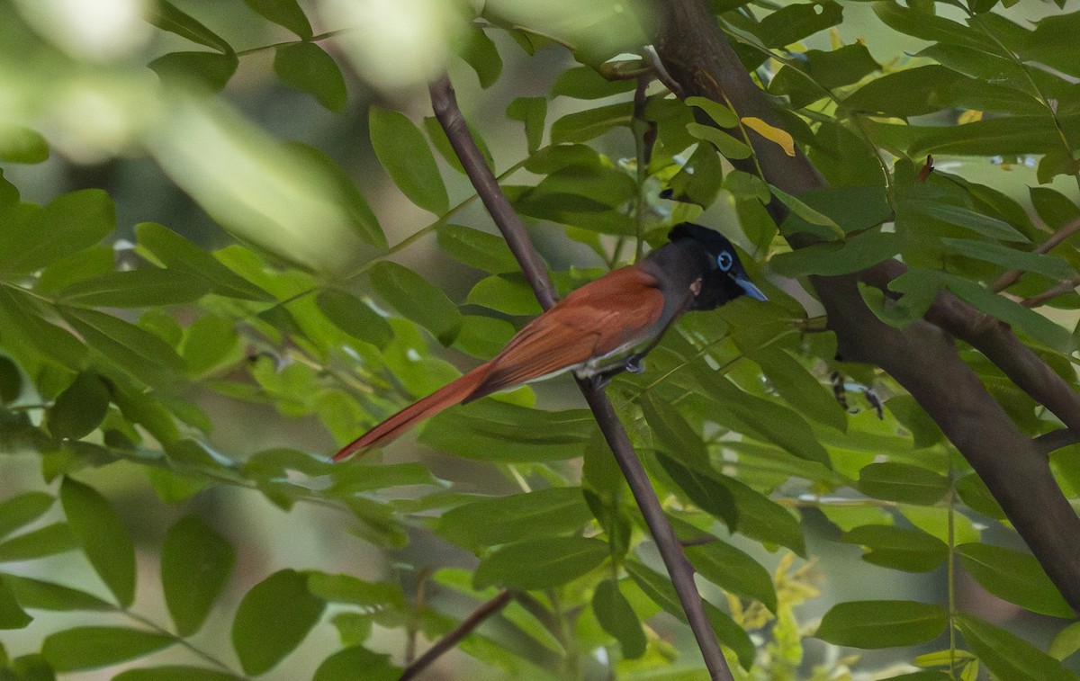 Amur Paradise-Flycatcher - ML638062676