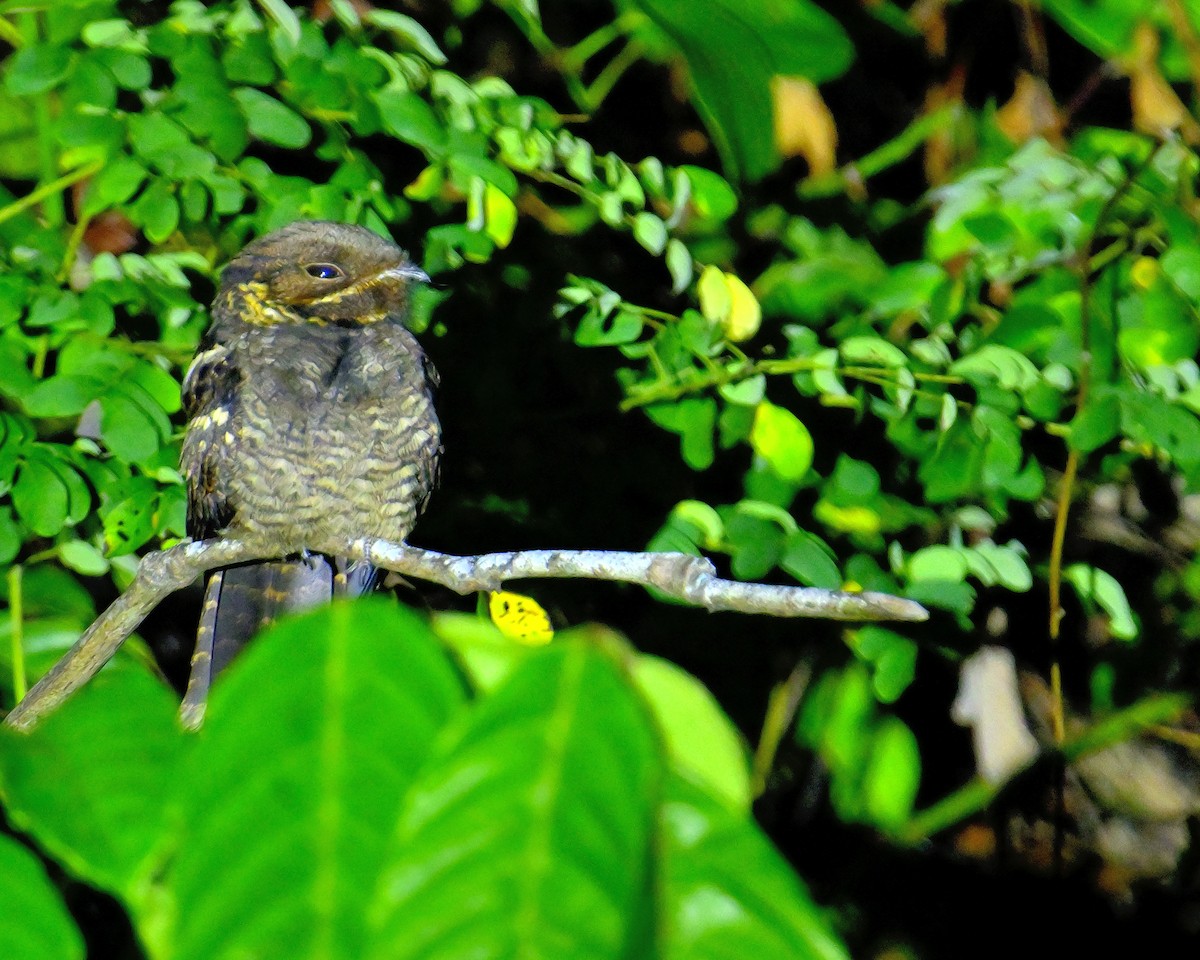 Andaman Nightjar - ML638062678