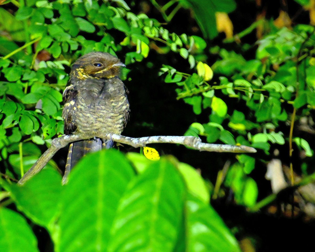 Andaman Nightjar - ML638062679