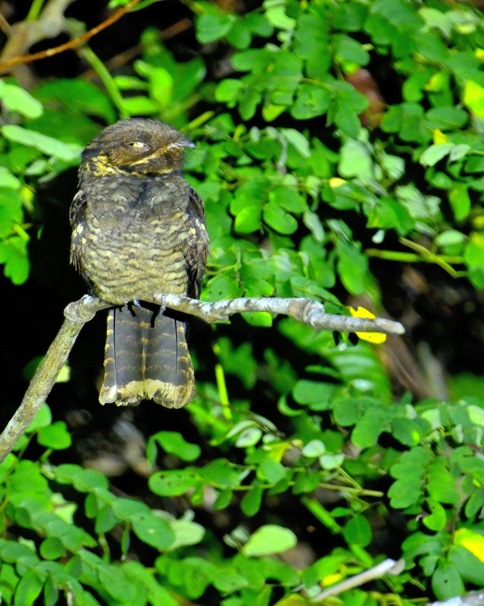 Andaman Nightjar - ML638062680