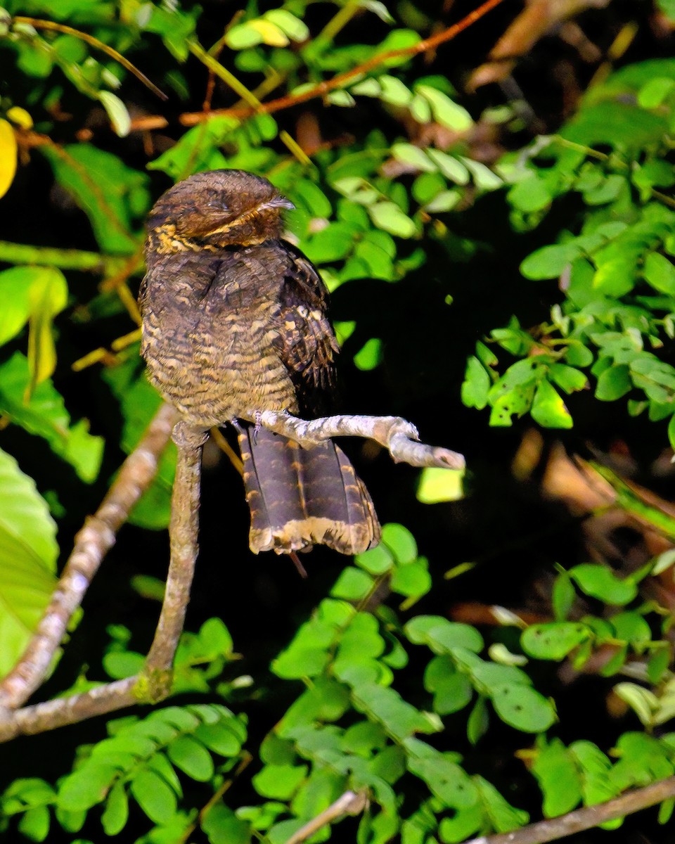 Andaman Nightjar - ML638062681