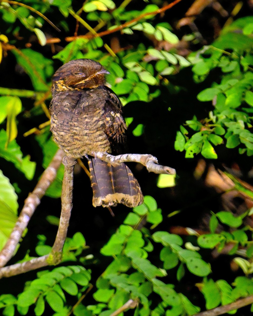 Andaman Nightjar - ML638062682