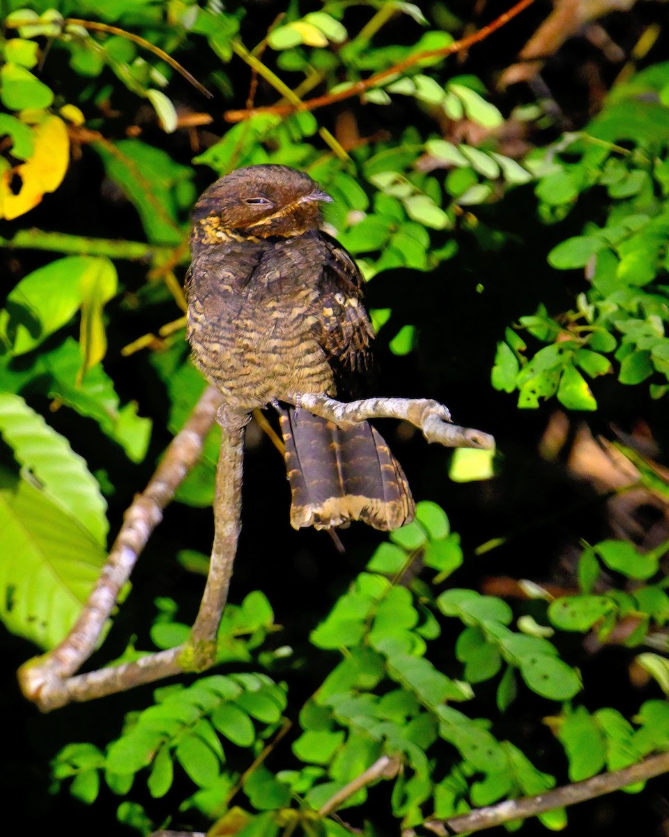 Andaman Nightjar - ML638062683