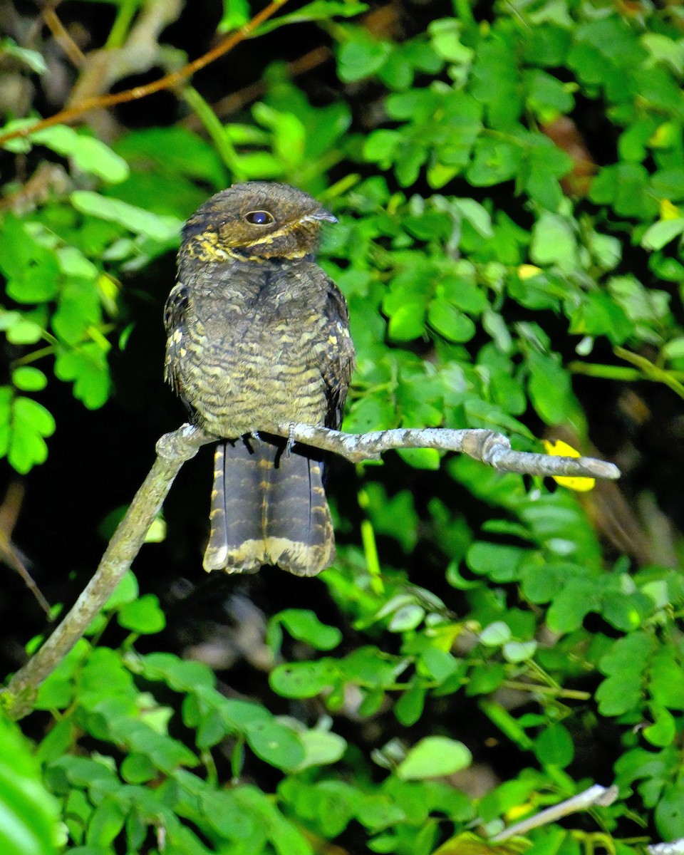 Andaman Nightjar - ML638062684