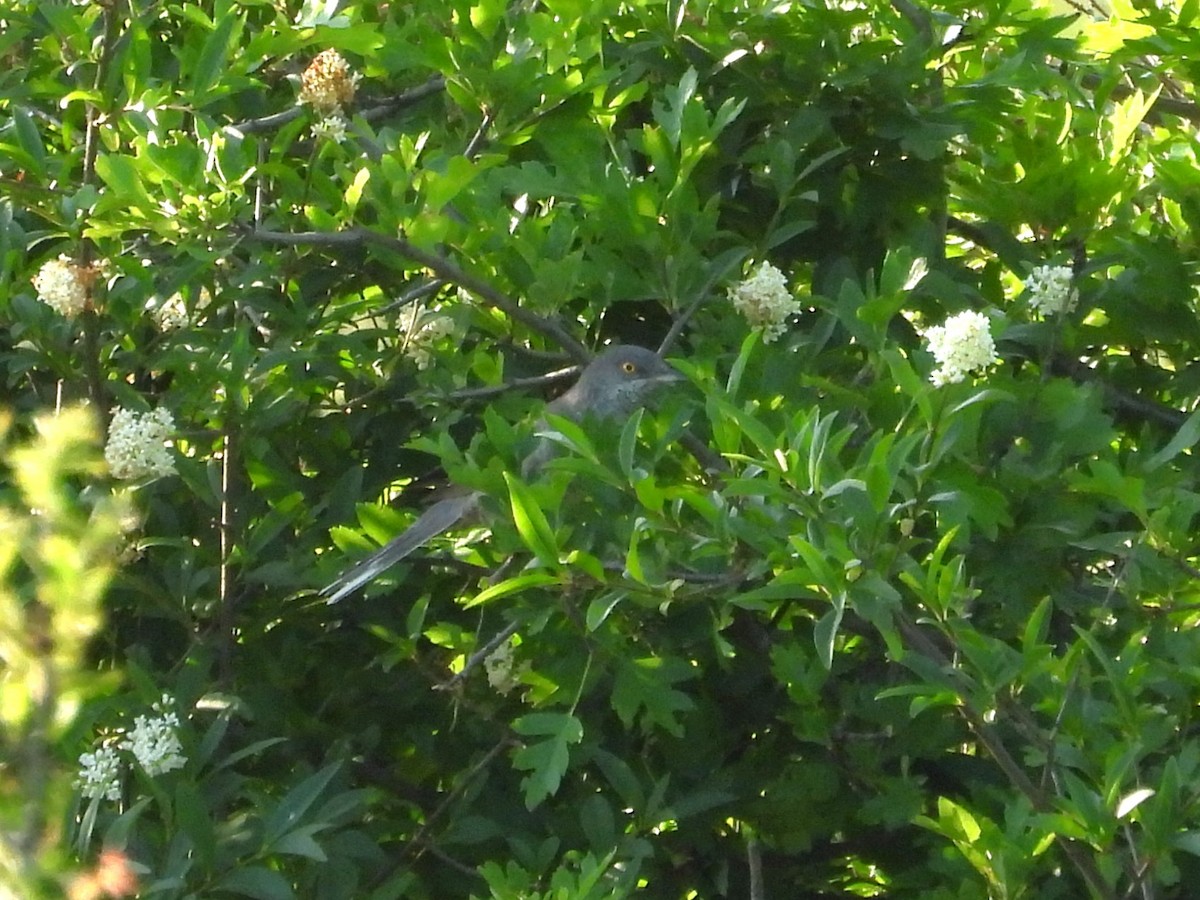 Barred Warbler - ML638062690