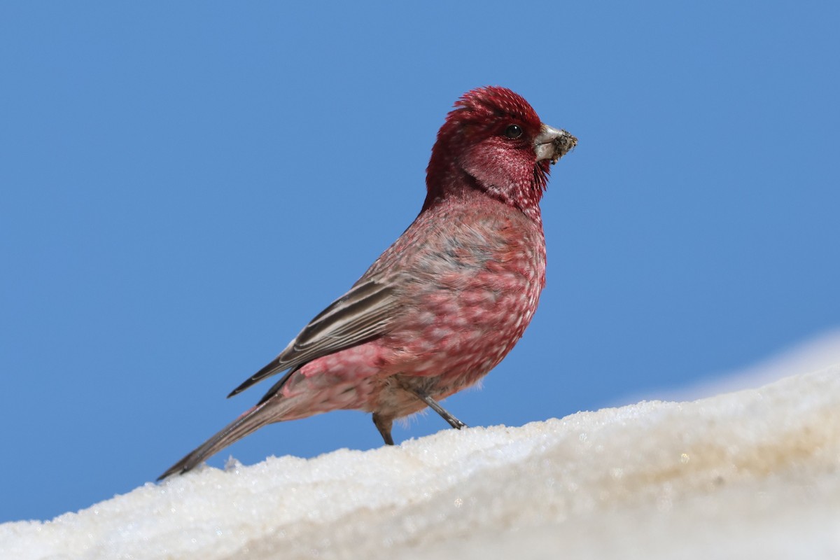 Great Rosefinch - ML638062691