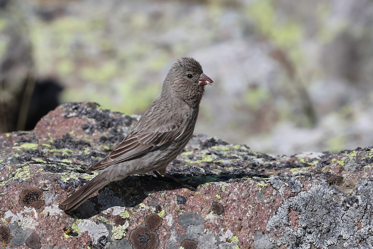 Great Rosefinch - ML638062692