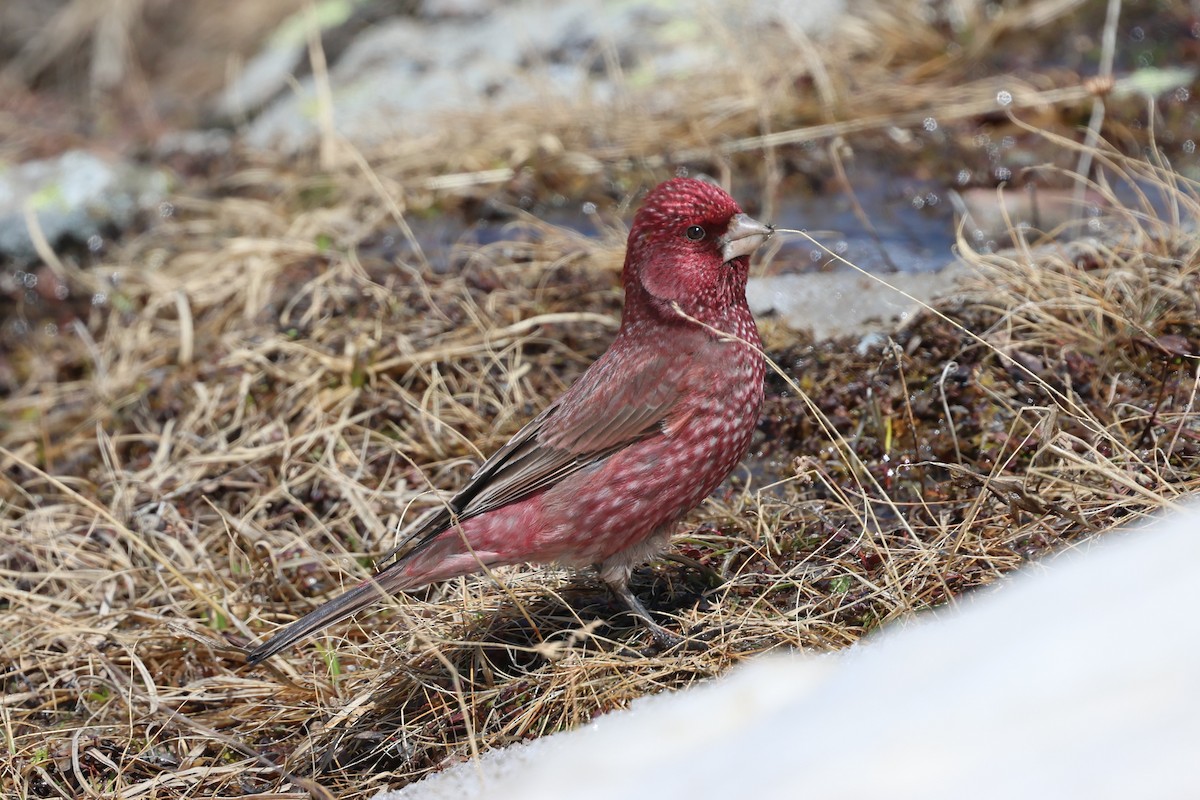 Great Rosefinch - ML638062694