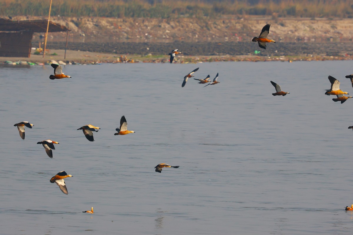 瀆鳧 - ML638062699