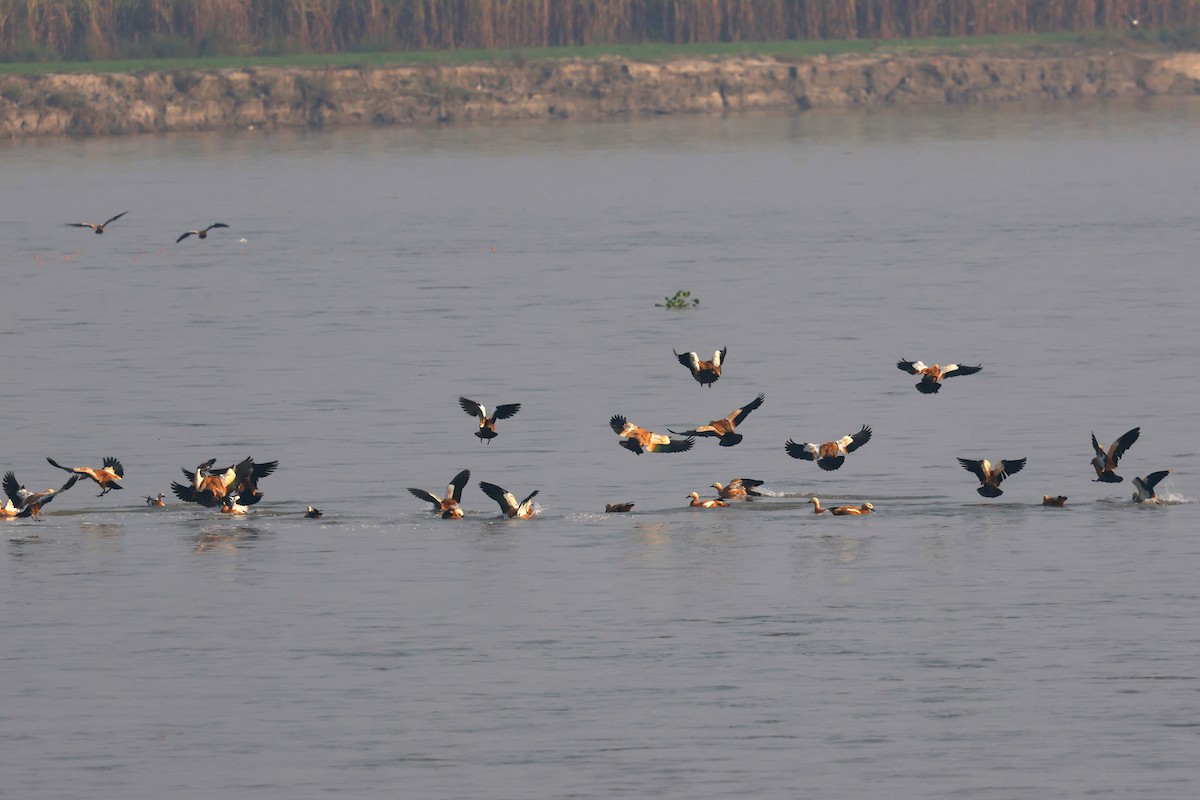 瀆鳧 - ML638062707