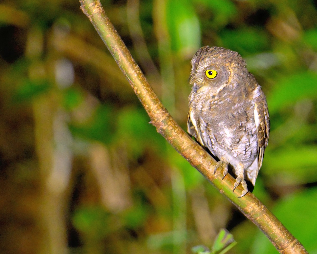 Oriental Scops-Owl - ML638062719