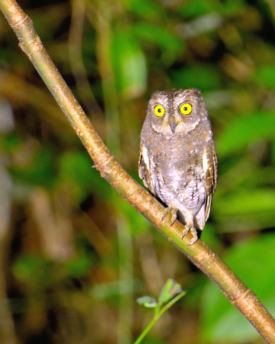 Oriental Scops-Owl - ML638062720