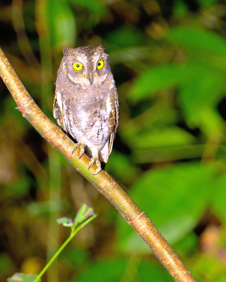 Oriental Scops-Owl - ML638062722