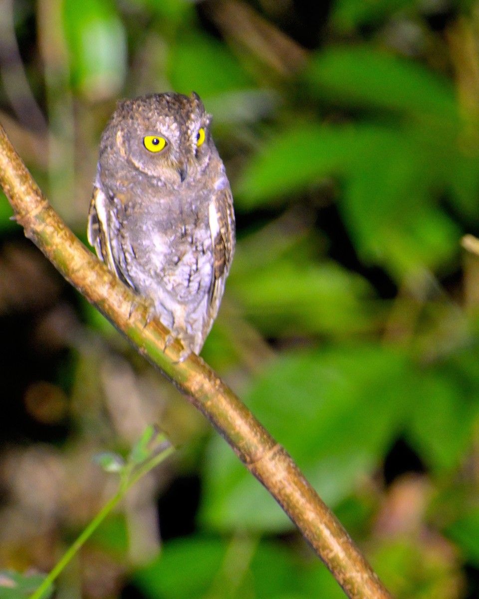 Oriental Scops-Owl - ML638062723