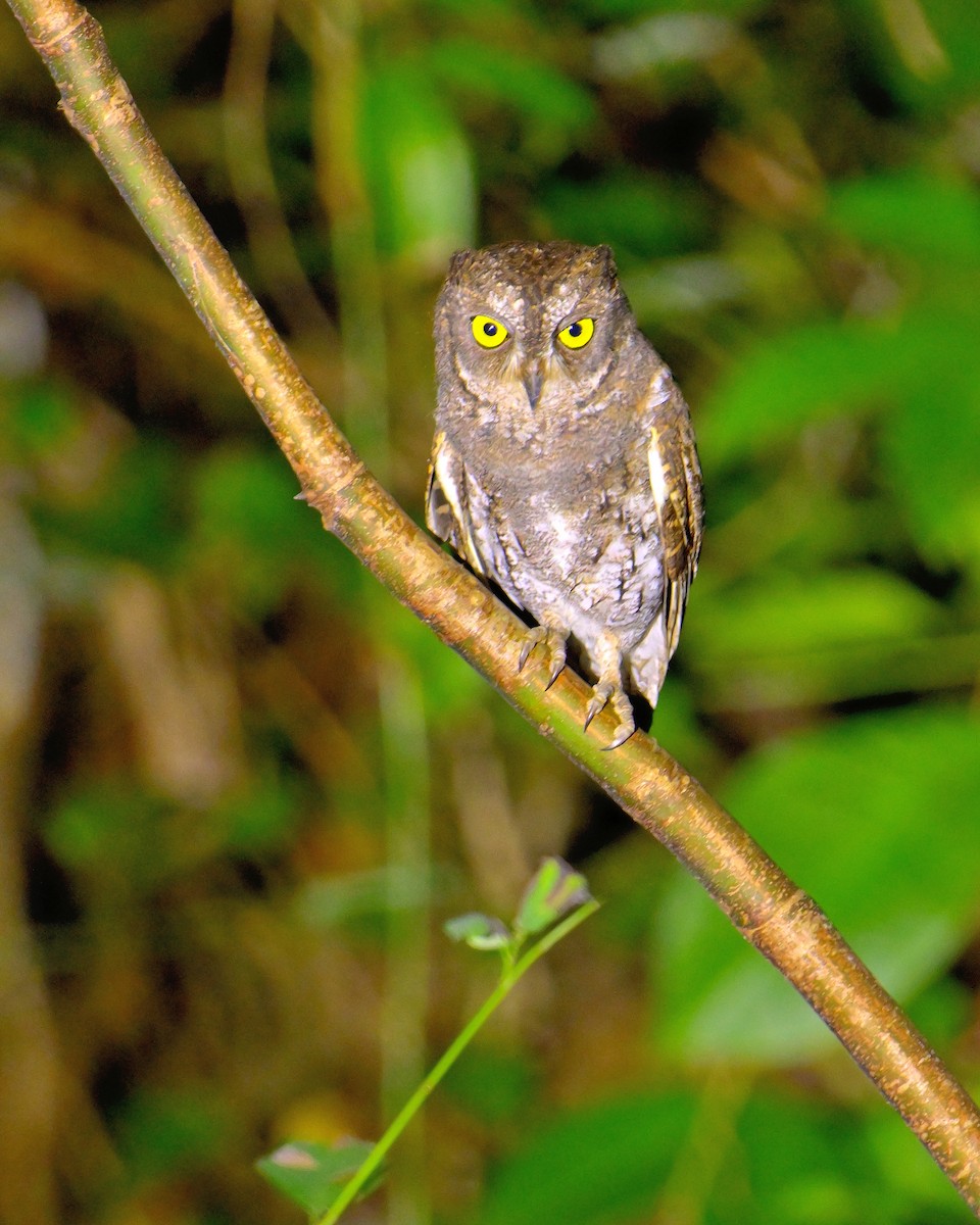 Oriental Scops-Owl - ML638062724