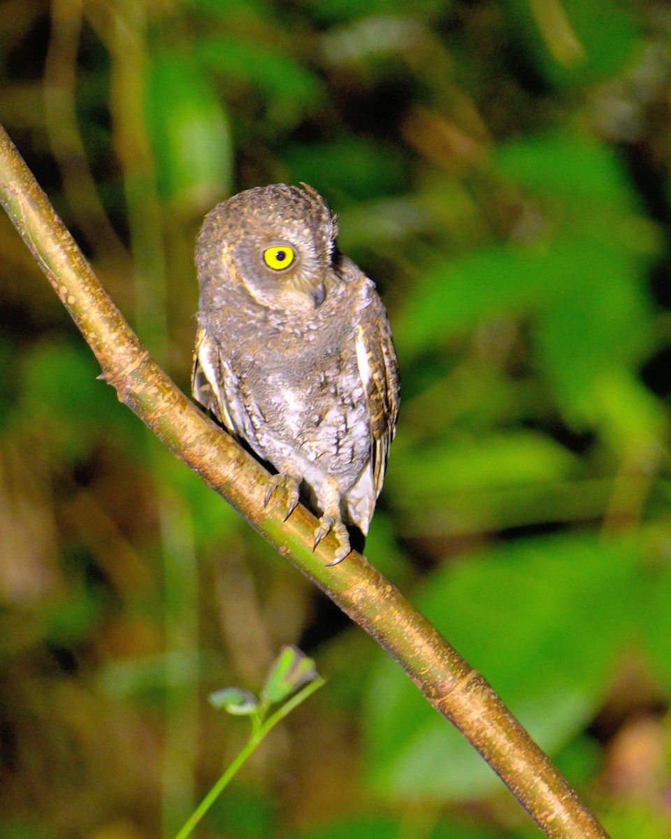 Oriental Scops-Owl - ML638062725