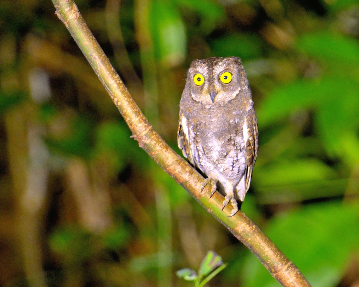 Oriental Scops-Owl - ML638062726