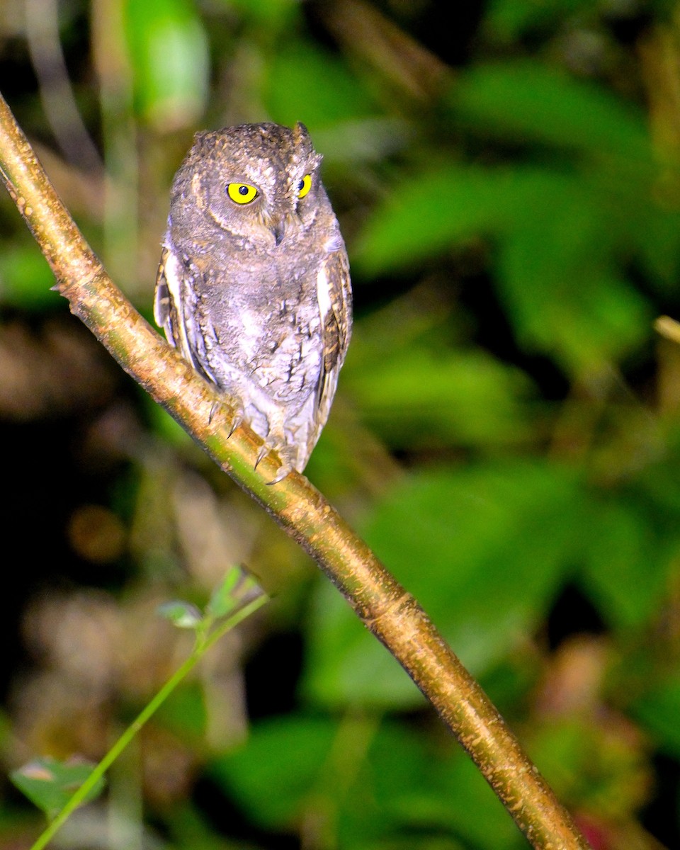 Oriental Scops-Owl - ML638062727