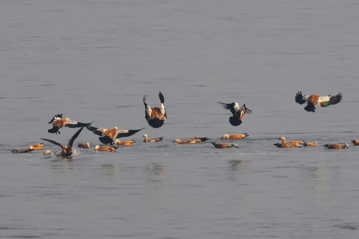 瀆鳧 - ML638062759