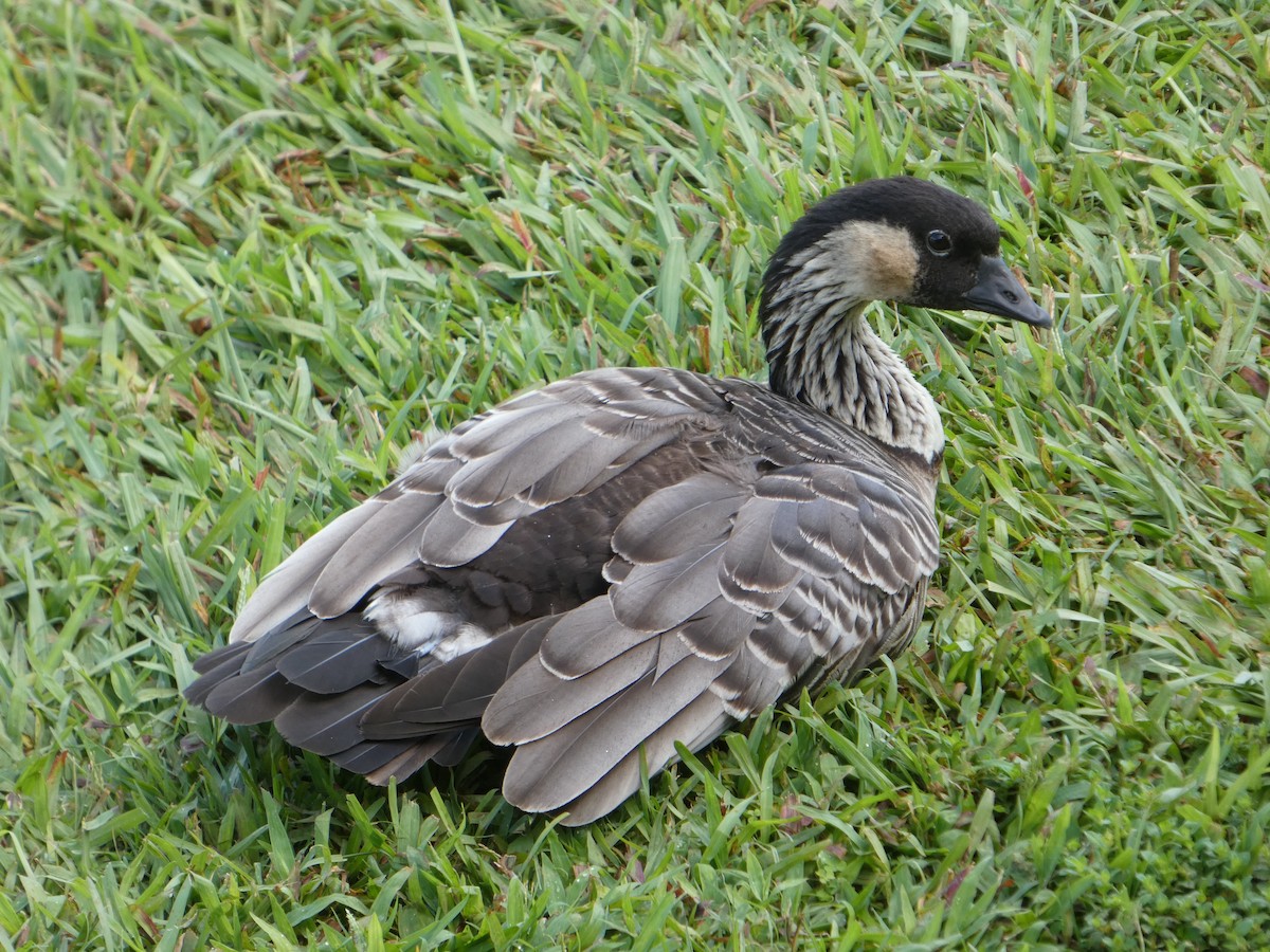 Hawaiian Goose - ML638062768