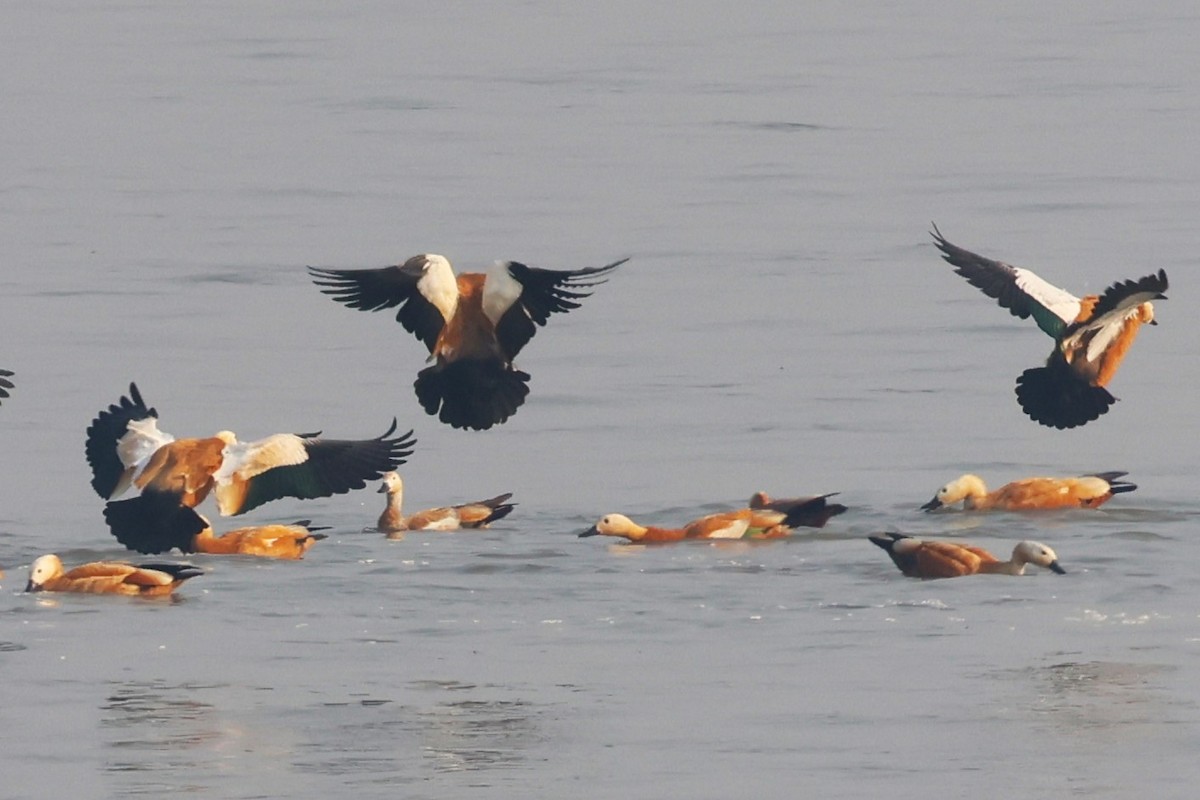 瀆鳧 - ML638062771