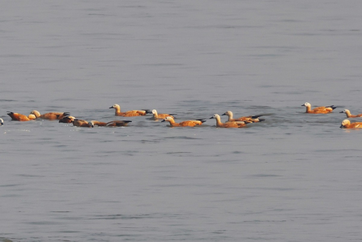 瀆鳧 - ML638062784