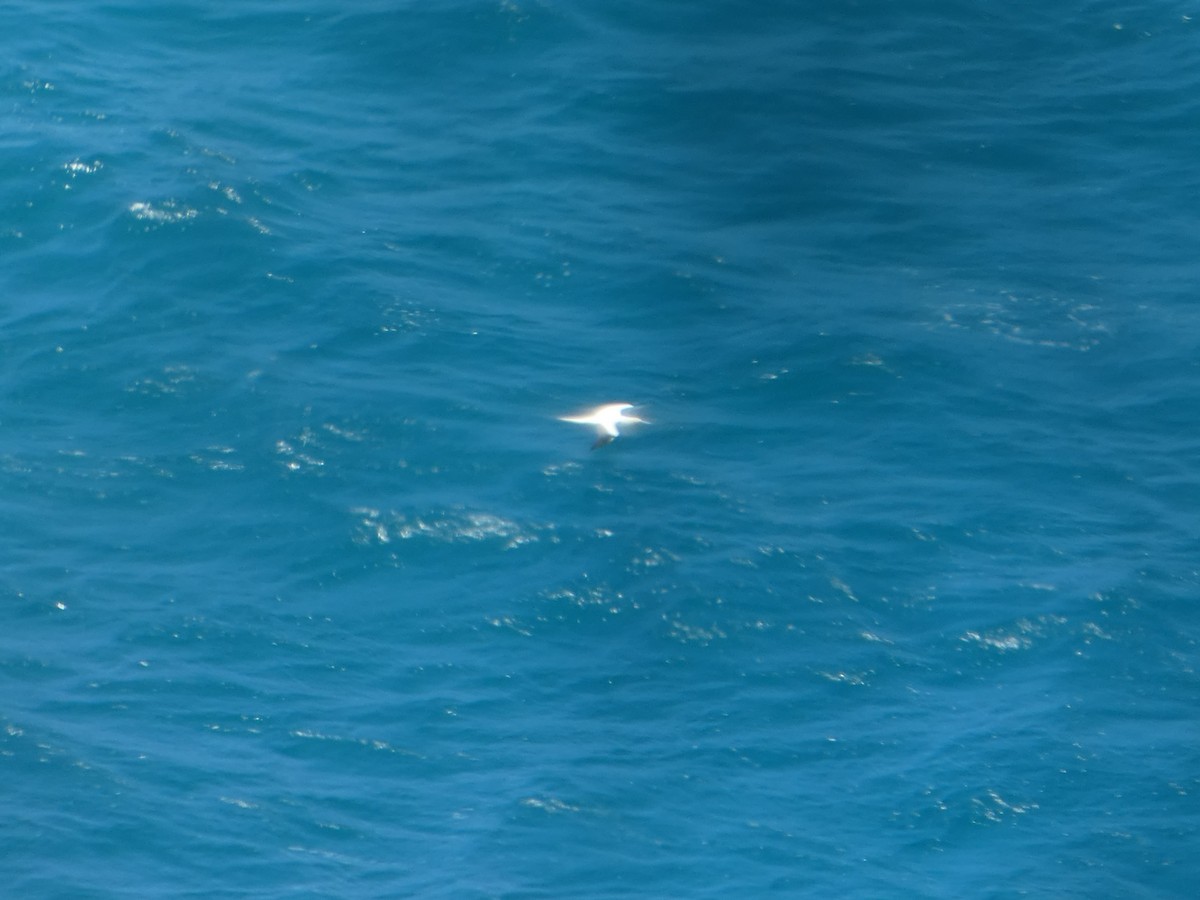 Red-footed Booby - ML638062792