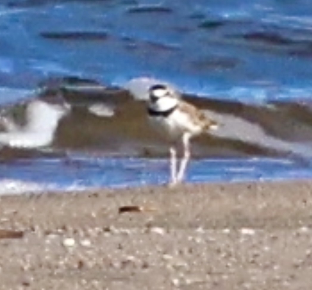 Collared Plover - ML638062818