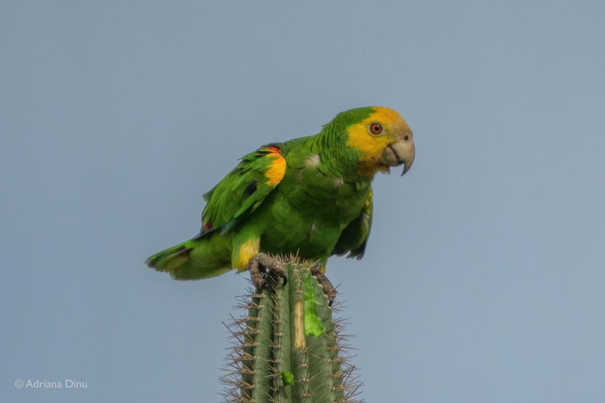 Yellow-shouldered Amazon - ML638062835