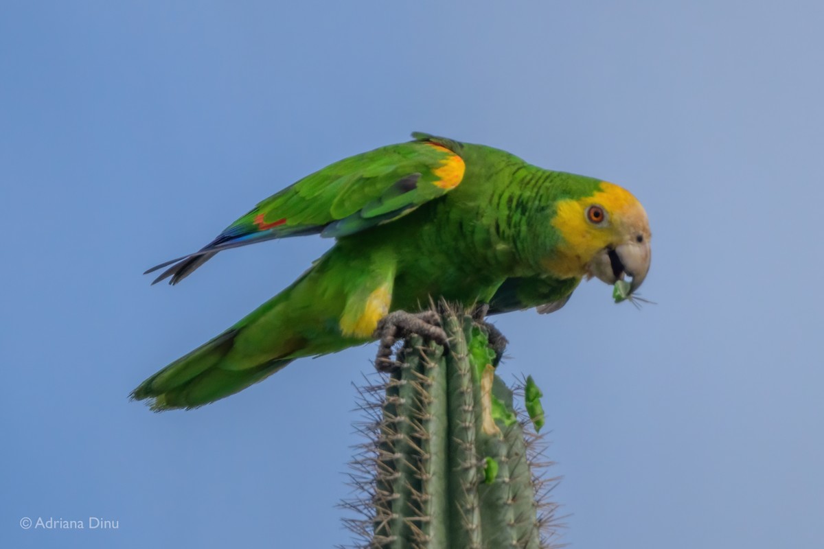 Yellow-shouldered Amazon - ML638062836