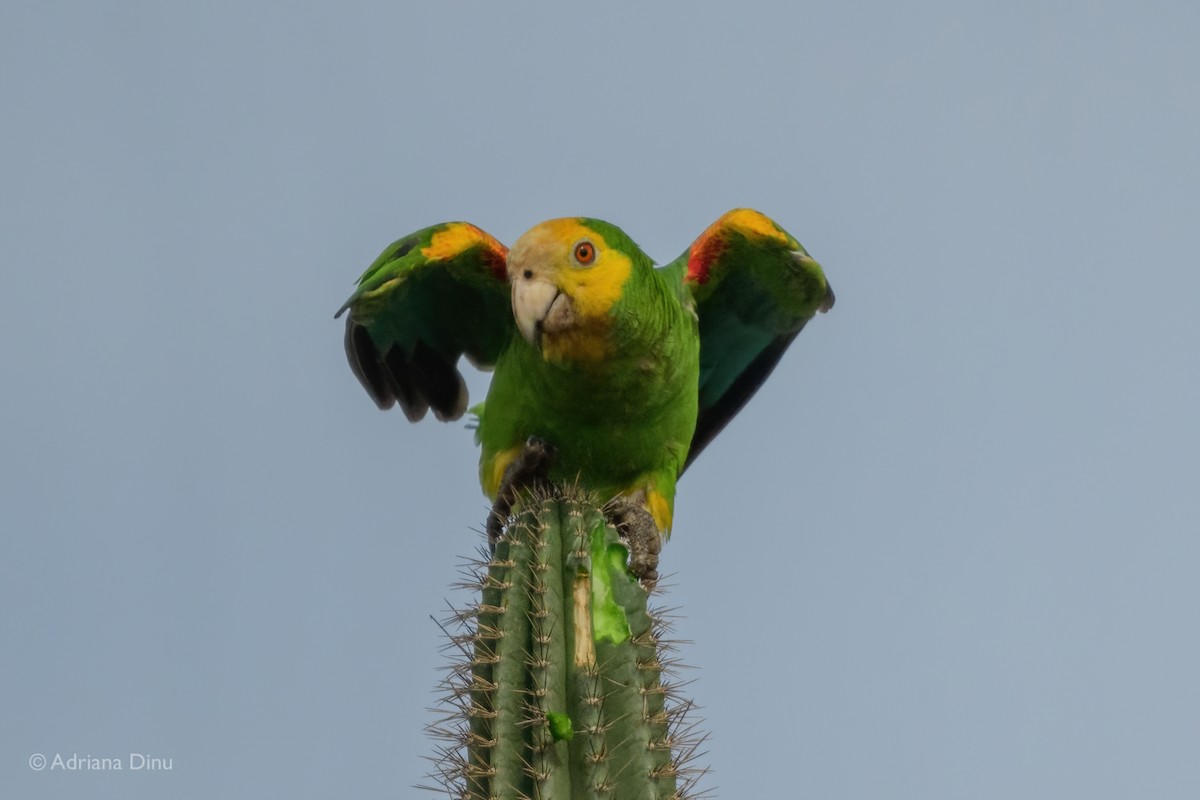 Yellow-shouldered Amazon - ML638062838