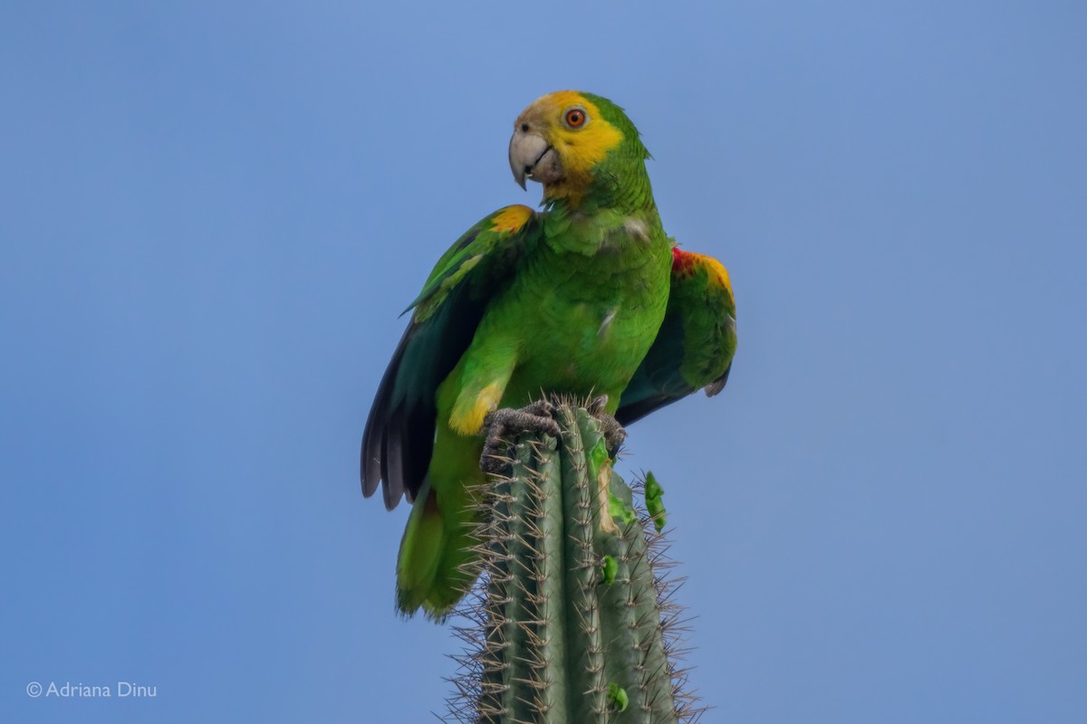 Yellow-shouldered Amazon - ML638062839