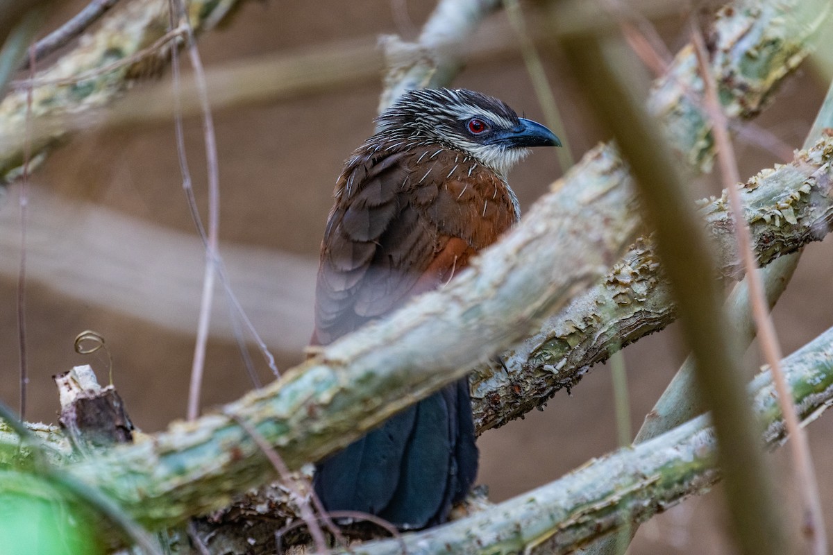 Коукал білобровий - ML638062853