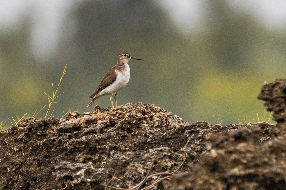 Набережник палеарктичний - ML638062863