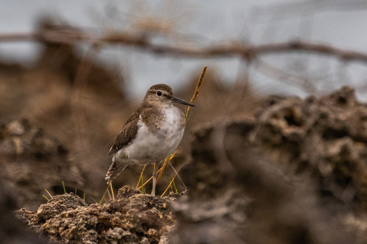 Набережник палеарктичний - ML638062866