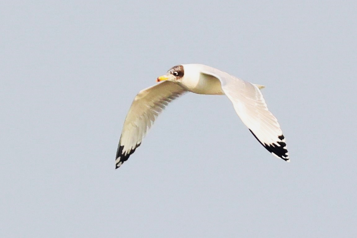 漁鷗 - ML638062890