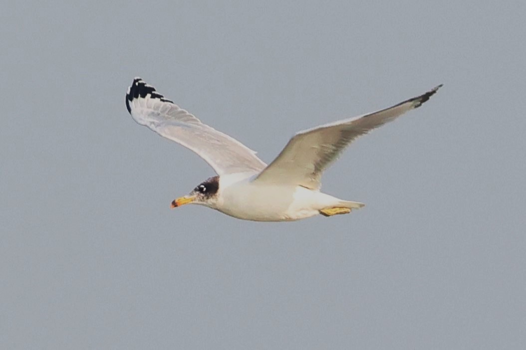 漁鷗 - ML638062891