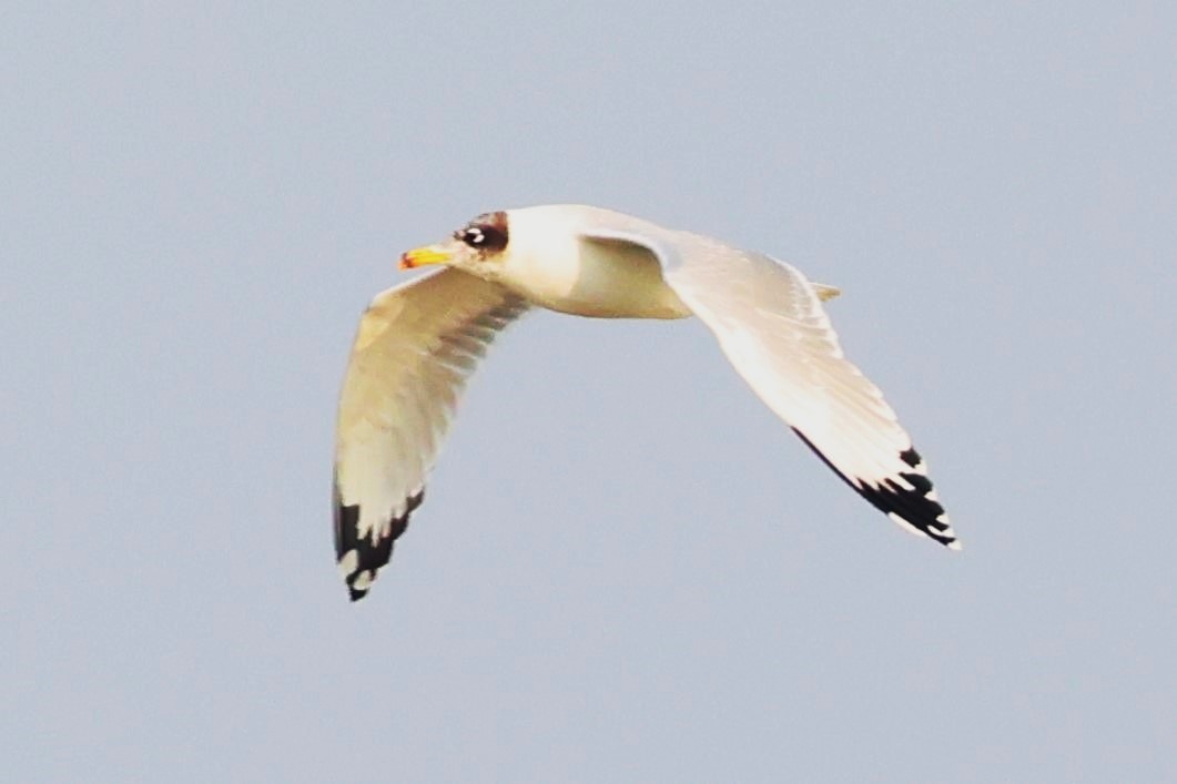 漁鷗 - ML638062900