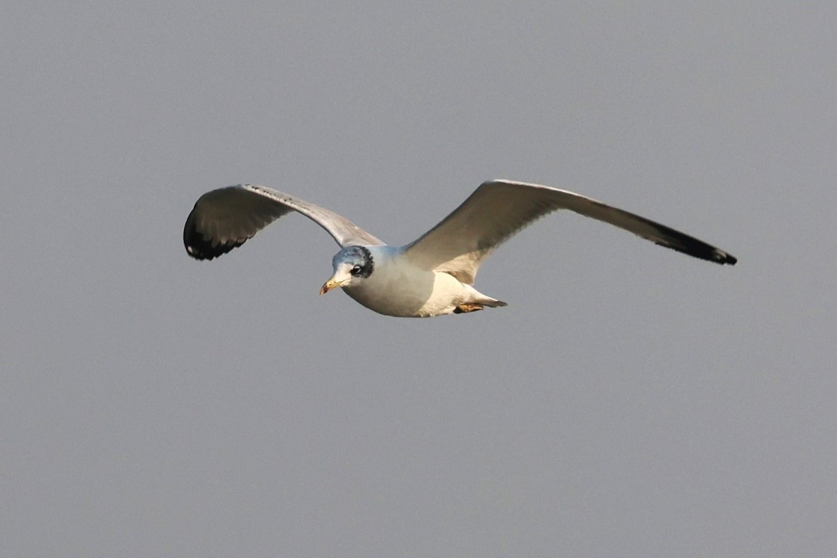 漁鷗 - ML638062901