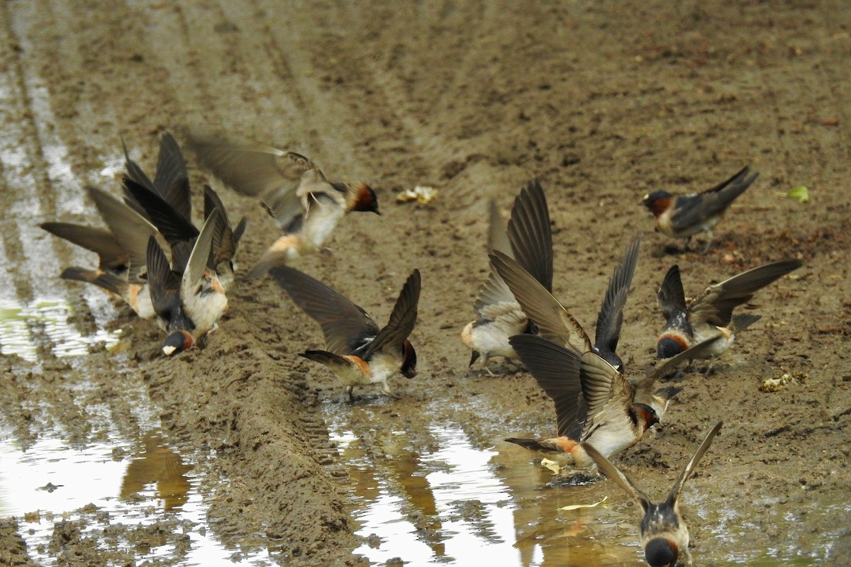 Cliff Swallow - ML63806291