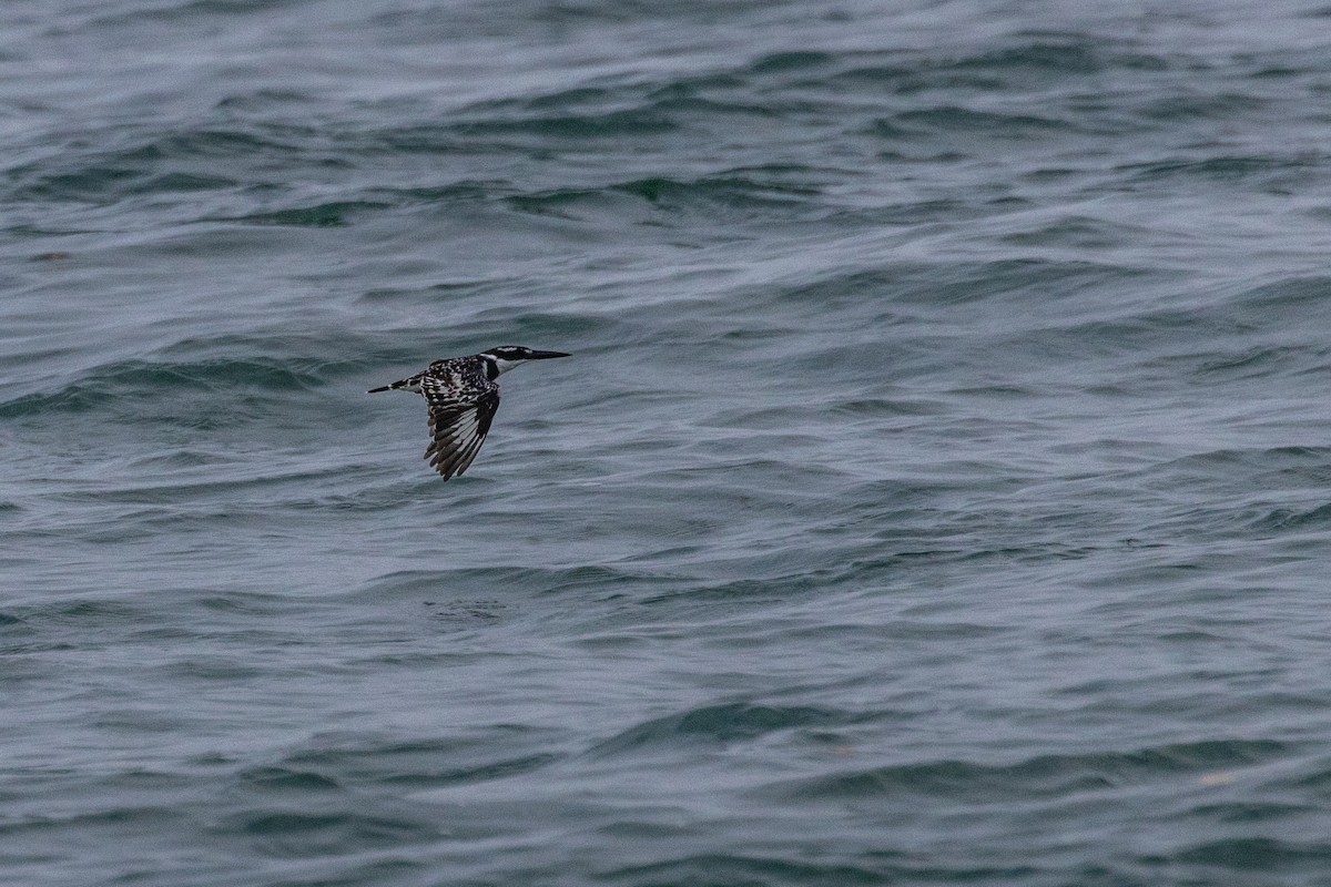 Рибалочка строкатий - ML638062911