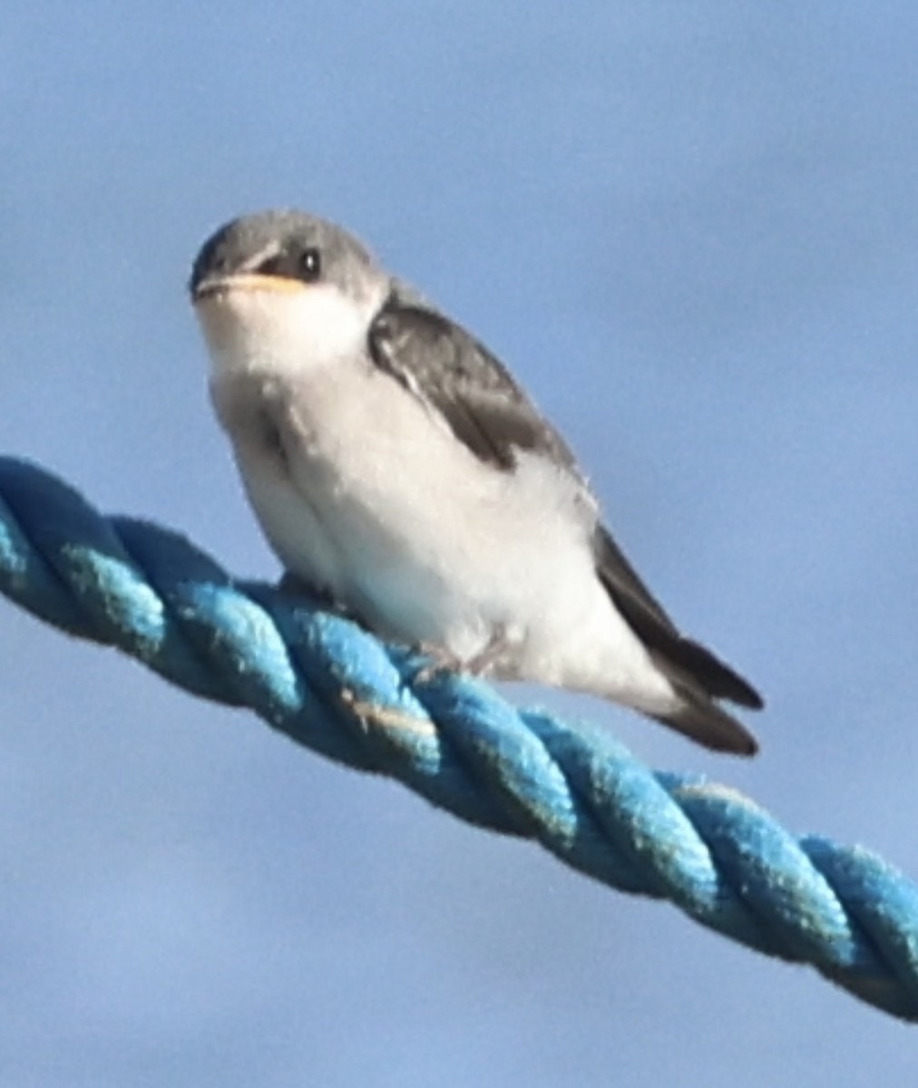 Mangrove Swallow - ML638062912